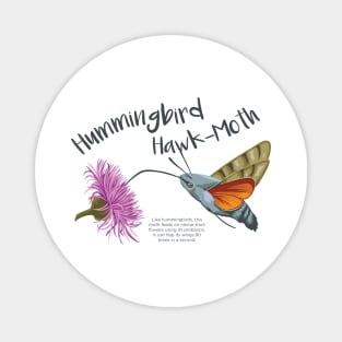 Hummingbird Hawk-Moth Magnet